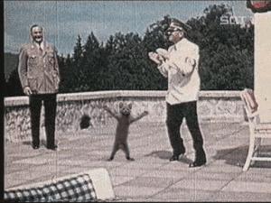 Gif avec les tags : Hitler,chat,danse